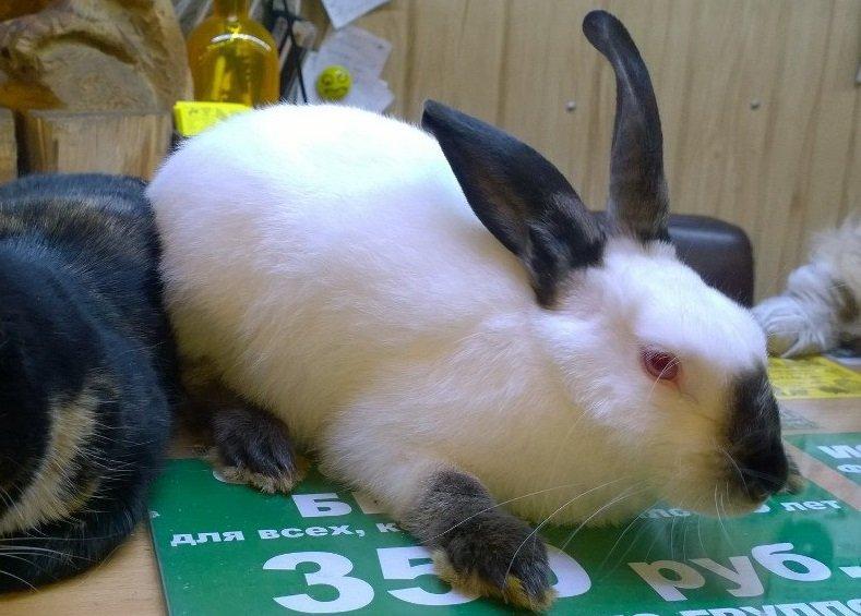 В Иркутской зоогалерее уже переизбыток кроликов, одного нашли на днях выброшенным в холодном подъезде