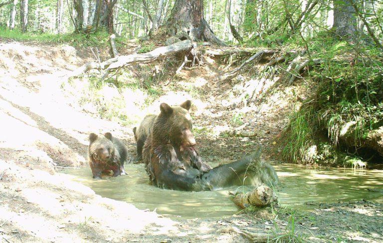 В Прибайкальском национальном парке посчитали медведей