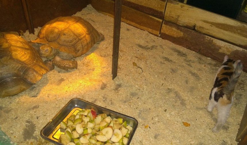 В террариум двух черепах, постоянно сбегающих из иркутской зоогалереи, привезли новые прочные стекла