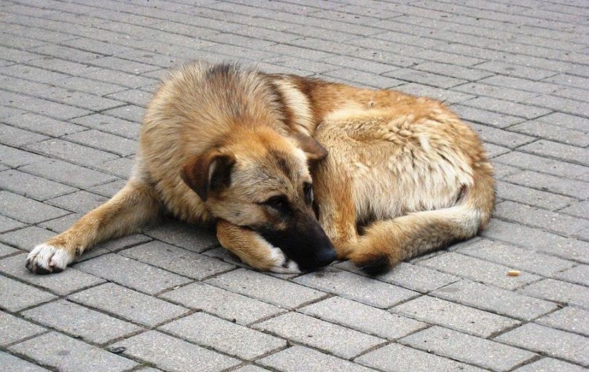 В Усолье-Сибирском стая собак напала на трехлетнего ребенка