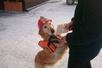 В Усть-Куте с пожарами борются с помощью собаки