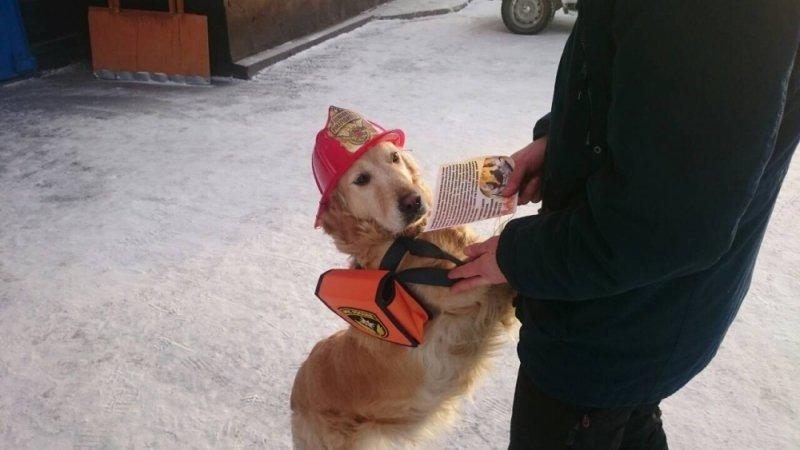 В Усть-Куте с пожарами борются с помощью собаки