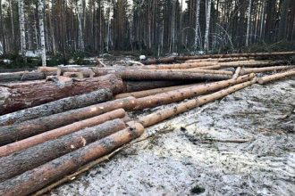 Восьмерых черных лесорубов задержали в Иркутском районе