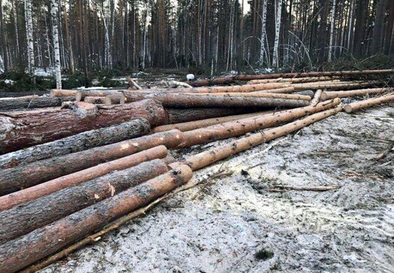 Восьмерых черных лесорубов задержали в Иркутском районе