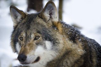 Фермеры Бурятии сообщают о неоднократных нападениях волков на домашний скот