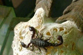 Иркутские флористы нашли в букете редкого скорпиона