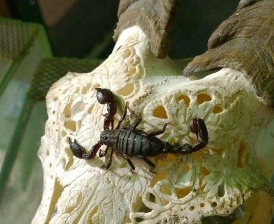 Иркутские флористы нашли в букете редкого скорпиона