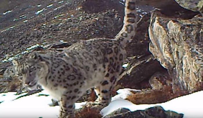 Иркутянин снял фильм про снежного барса