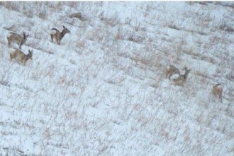Копытных Заповедного Прибайкалья приходится подкармливать после многоснежной зимы