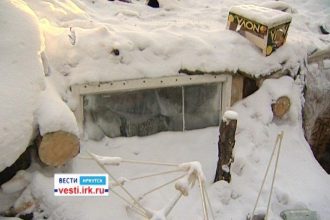 Семья с двухлетней дочкой в Ангарске жила в лесу в землянке