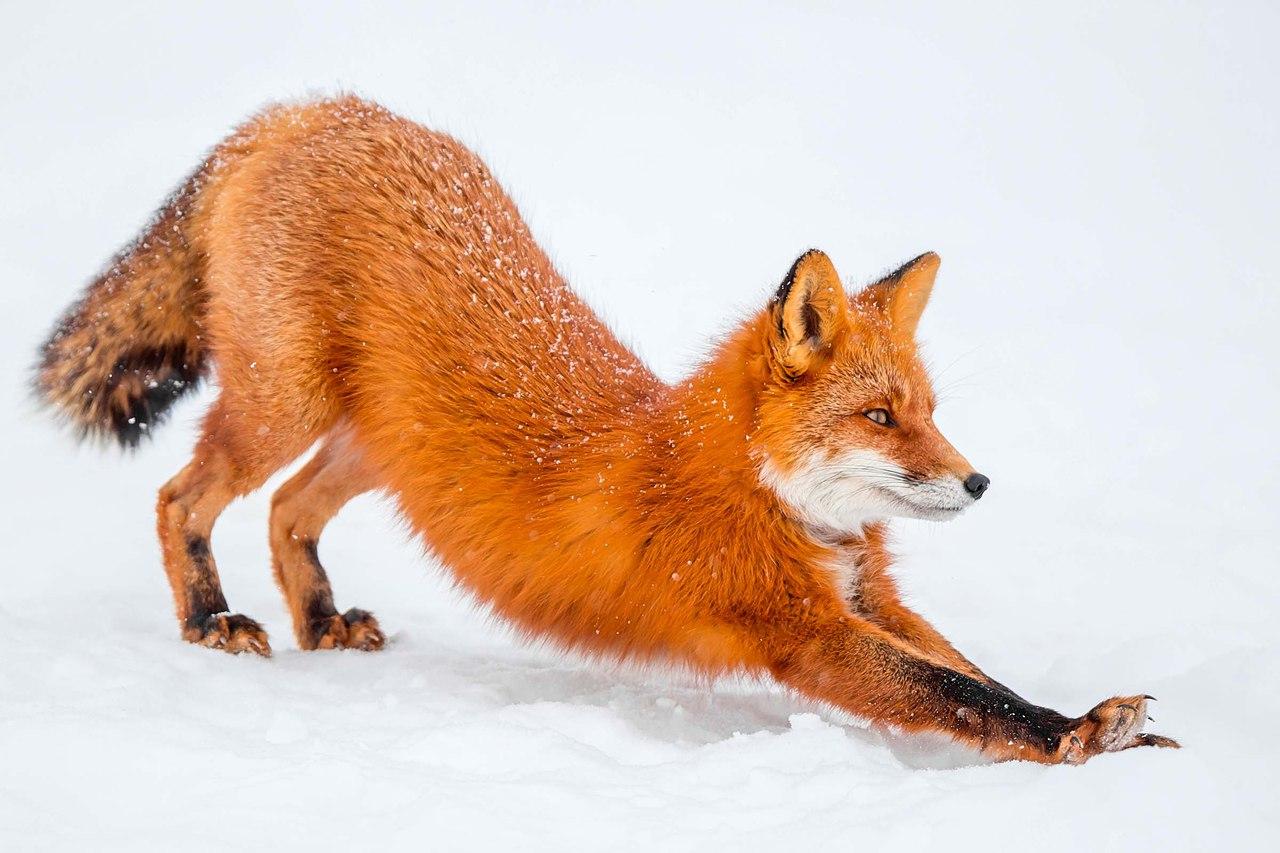 Выставка «Первозданная Россия» откроется в Иркутске 11 февраля