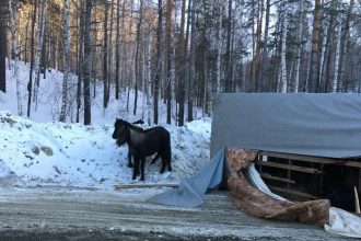 Иркутская полиция и МЧС спасали лошадей из опрокинувшегося фургона