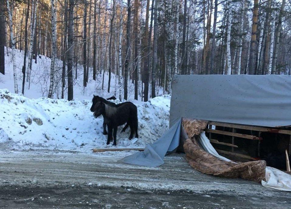Иркутская полиция и МЧС спасали лошадей из опрокинувшегося фургона
