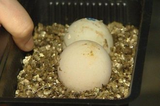Известная иркутская черепаха Фиона отложила яйца