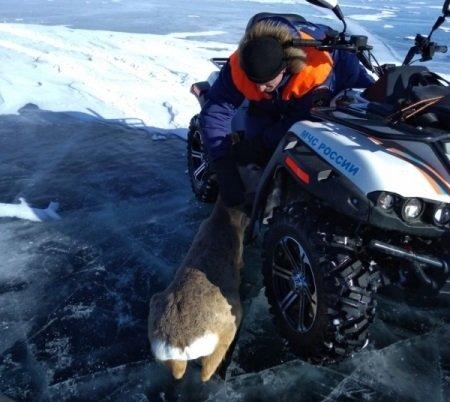 Косулю спасли из ледяного плена на Байкале
