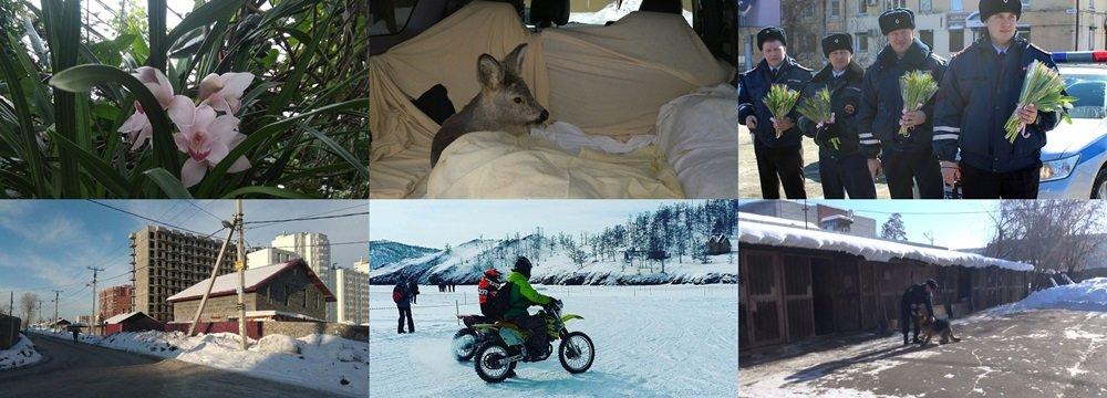 Неделя в фотографиях: цветы и Байкальский разлом