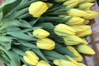 Около 30 сортов тюльпанов вырастил иркутский «Горзеленхоз» к 8 марта
