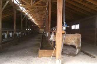 Первая семейная молочная животноводческая ферма открылась в Качугском районе