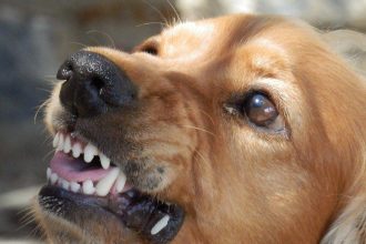 Полиция застрелила агрессивного пса в Слюдянке