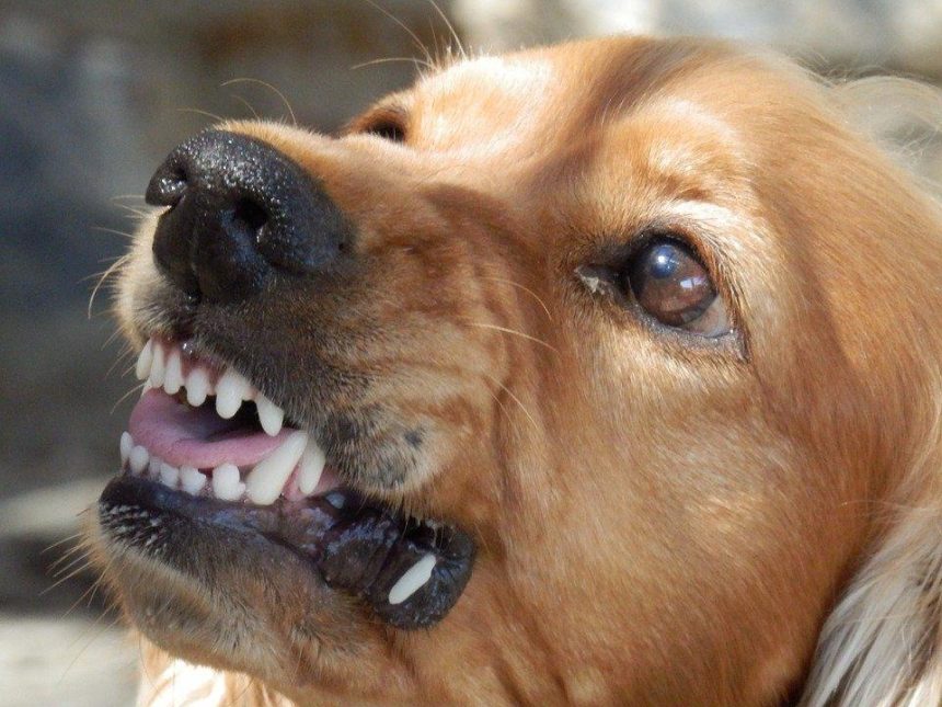 Полиция застрелила агрессивного пса в Слюдянке