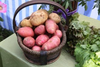 Центр селекции и семеноводства картофеля создан в Приангарье