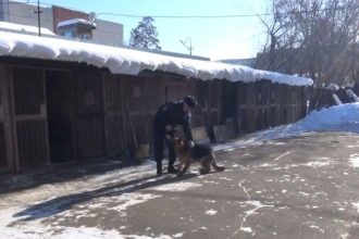 В Ангарске служебная собака Люта помогла раскрыть грабеж