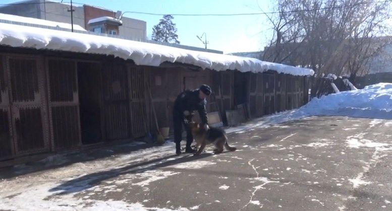 В Ангарске служебная собака Люта помогла раскрыть грабеж