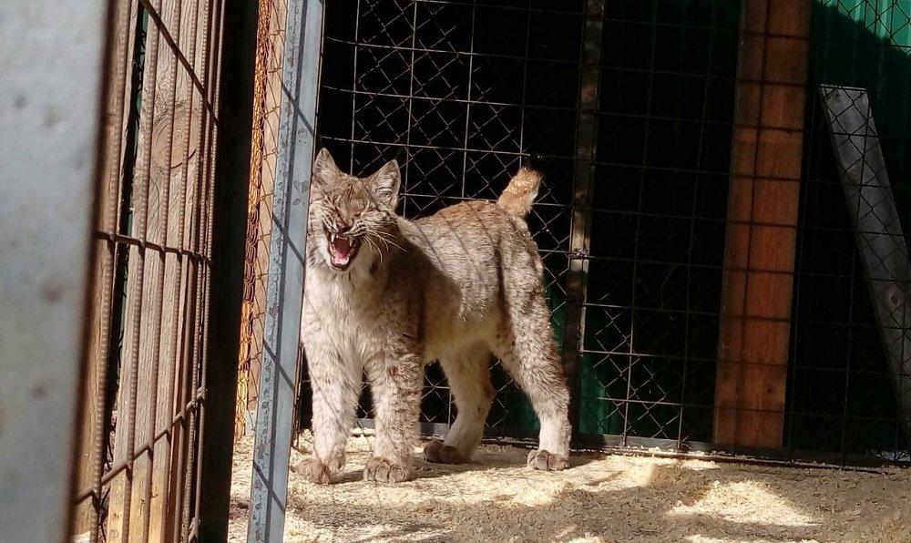 В Иркутске идет сбор средств для травмированной рыси