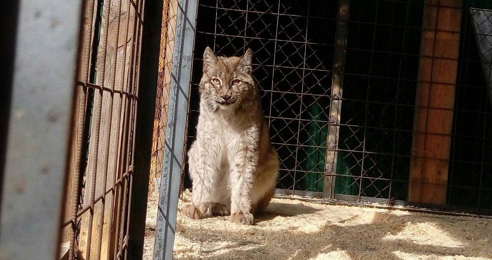 В Иркутске идет сбор средств для травмированной рыси