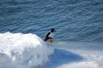 В "Заповедном Прибайкалье" подвели итоги учёта водоплавающих птиц на зимовке в истоке Ангары