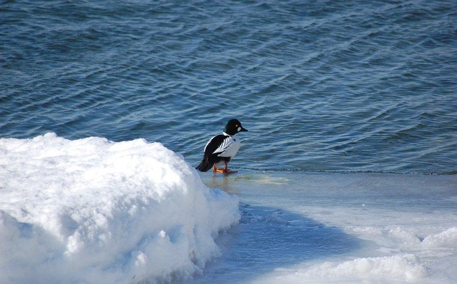 В "Заповедном Прибайкалье" подвели итоги учёта водоплавающих птиц на зимовке в истоке Ангары