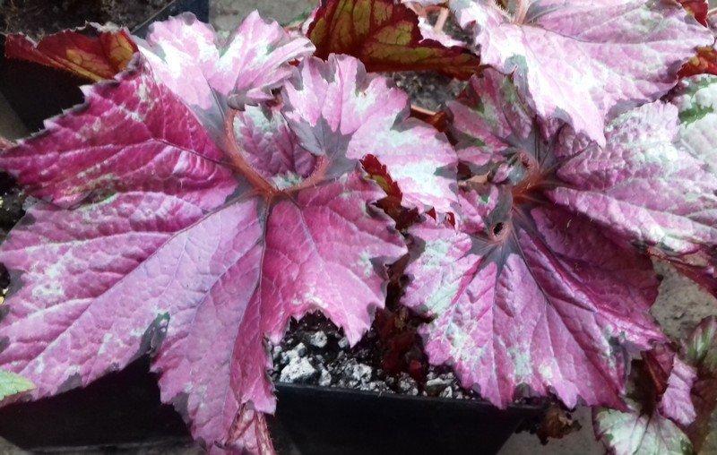 Неделя в фотографиях: цветы и Байкальский разлом