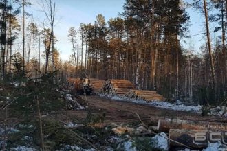 160 гектаров леса вырубают в районе поселка Сосновый бор в Братске