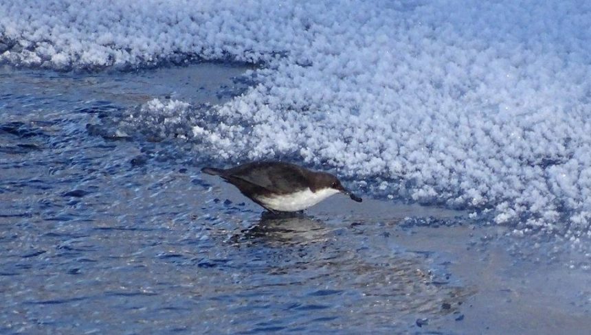 30 видов птиц зимовало в Байкало-Ленском заповеднике. Фото и видео