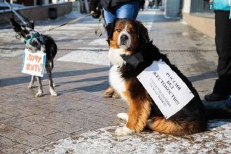 Иркутск присоединится к Всероссийскому митингу за права животных 15 апреля