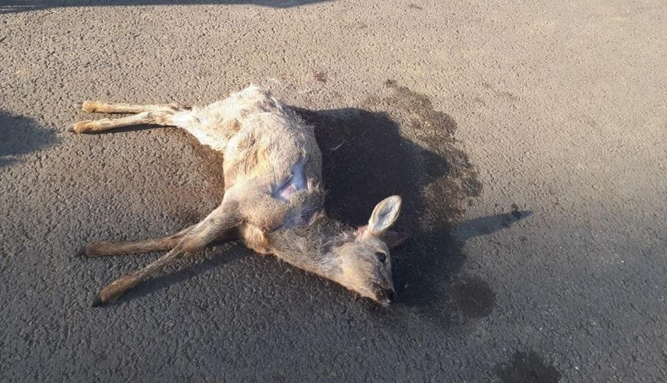 Молодая косуля погибла перед администрацией Тунки. Один из лам отметил, что это плохой знак