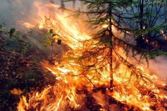 Почти девять тысяч гектаров леса горит в Сибири