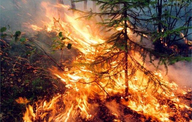 Почти девять тысяч гектаров леса горит в Сибири