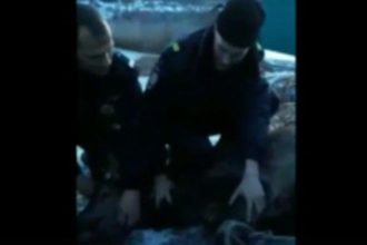 Полиция помогла заблудившемуся в городе оленю вернуться в тайгу
