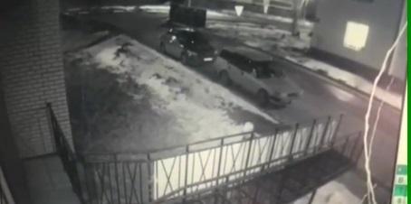Полиция привлекла к ответственности мужчину, причастного к гибели косули в Березовом