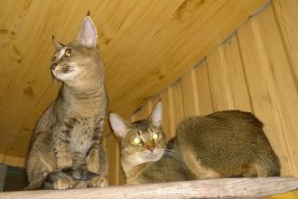 Представители очень редкой и дорогой породы кошек временно поселились в иркутской зоогалерее