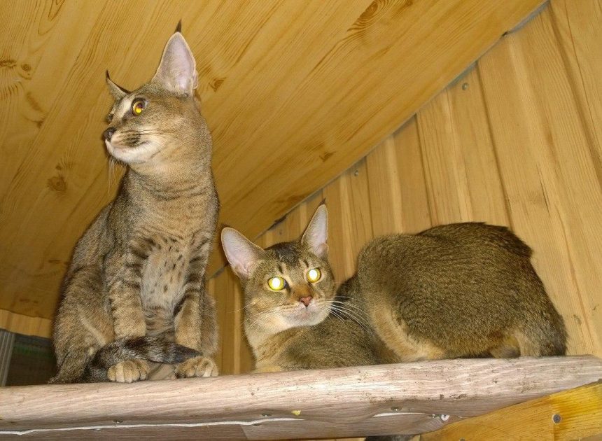 Представители очень редкой и дорогой породы кошек временно поселились в иркутской зоогалерее
