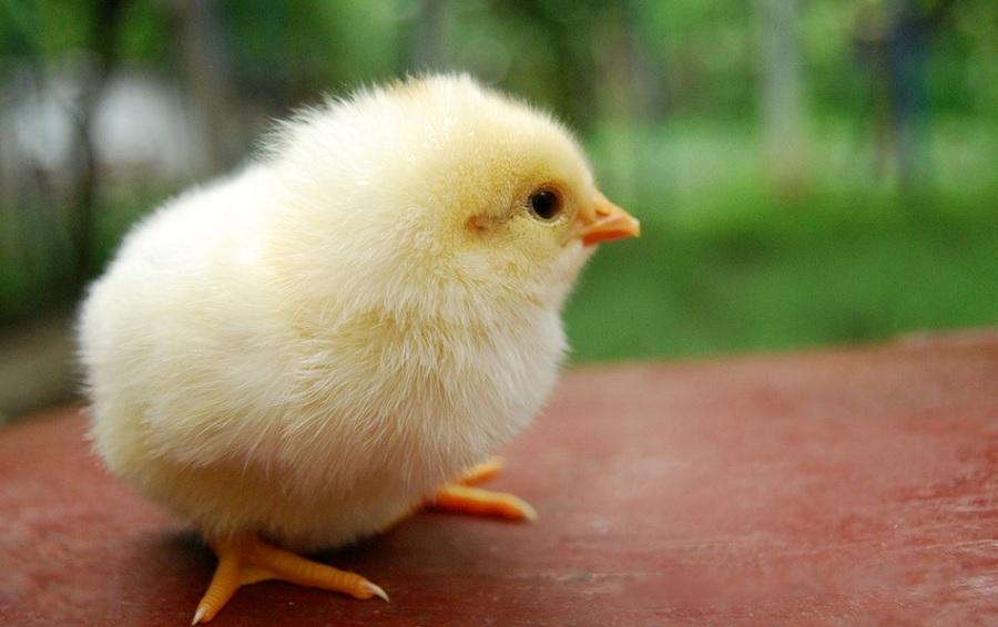 Выставка «Птичий двор» откроется в Иркутске 6 апреля. На ней посетители смогут увидеть процесс появления птиц на свет