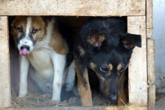 Дума Иркутска инициирует увеличение субвенции на отлов безнадзорных животных