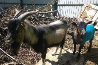 Двух Камерунских коз подарили Иркутской зоогалерее