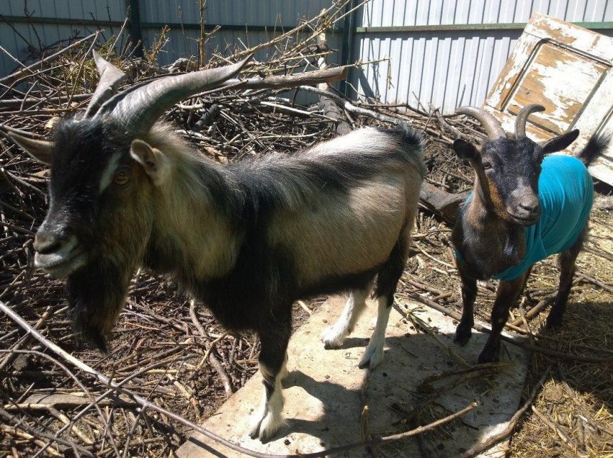 Двух Камерунских коз подарили Иркутской зоогалерее