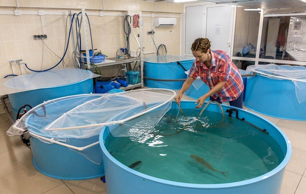 Иркутские ученые вывели гибрид сига и пеляди