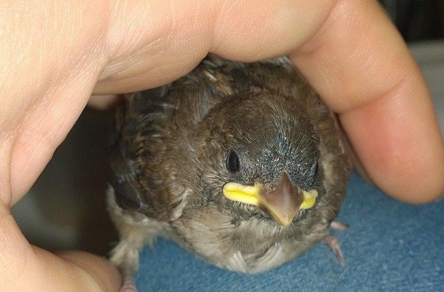 Иркутяне массово приносят в зоогалерею птенцов