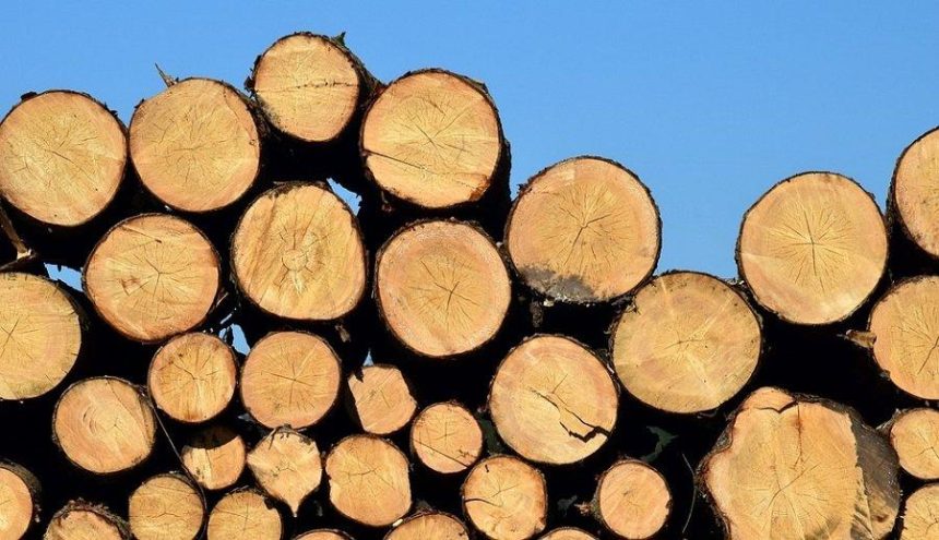 «Лесхоз Иркутской области» будет предоставлять населению древесину в виде пиломатериала. Пока ее предоставляют на корню