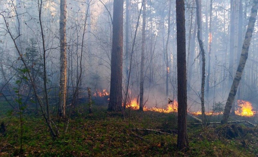 Лесной пожар угрожал детскому лагерю и дому престарелых в Усть-Илимске